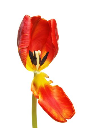 Closeup of a tulip flower showing pistol and stamen and pollen bearing anthersの写真素材