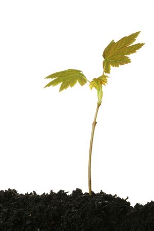 Young sychamore sapling in soil against whiteの写真素材