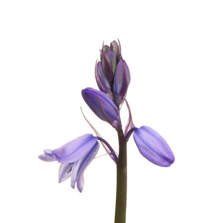 Closeup of a bluebell flower and budsの写真素材