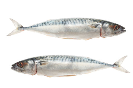 Two mackeral fish isolated on whiteの写真素材