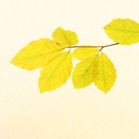 Autumnal beech leaves against a parchment backgroundの写真素材