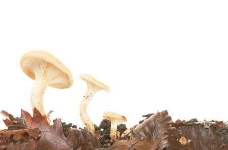 Three toadstool fungi growing in decaying leavesの写真素材