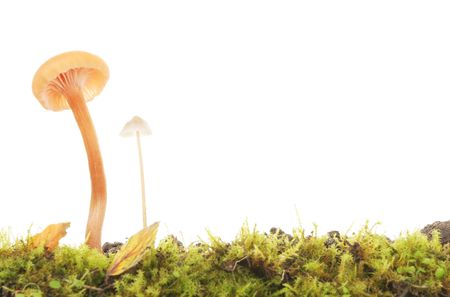 Two toastool fungi in a bed of mossの写真素材