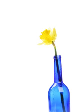 Single daffodil flower in a blue glass bottleの写真素材