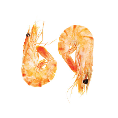 Two wholls shell on prawns isolated on whiteの写真素材