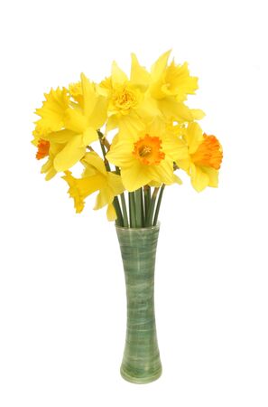 A bunch of mixed daffodil flowers in a vase isolated against whiteの写真素材