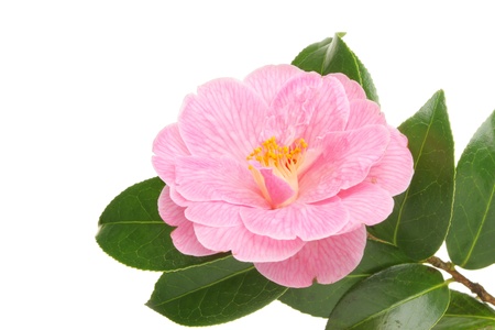 Pink Spring flowering Camellia blossom and evergreen foliage の写真素材