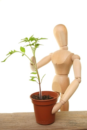 Artists wooden manikin tending a tomato seedling on a potting benchの写真素材