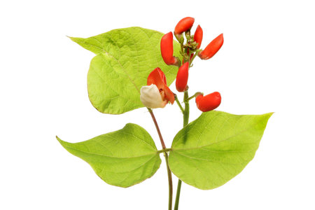 Runner bean flower and leaves isolated against white