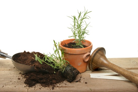 Potting on lavender plug plants on a wooden potting benchの写真素材