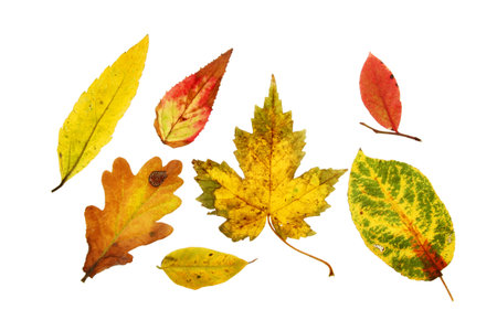 Group of different Autumnal leaves isolated against whiteの写真素材