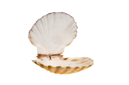 Open empty scallop shell isolated against whiteの写真素材