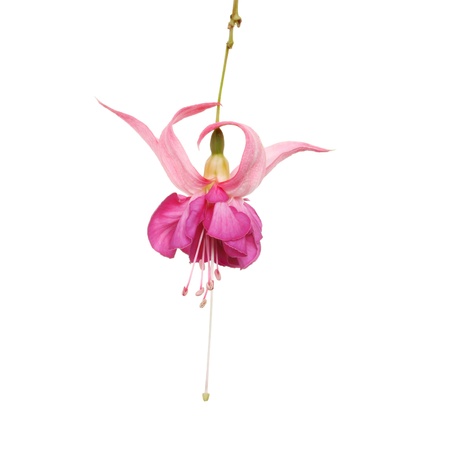 Pink fuscia flower isolated against whiteの写真素材