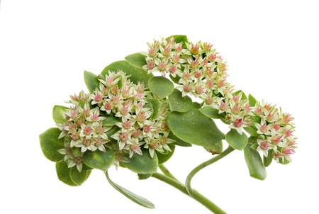 Sedum flowers and leaves isolated against whiteの写真素材