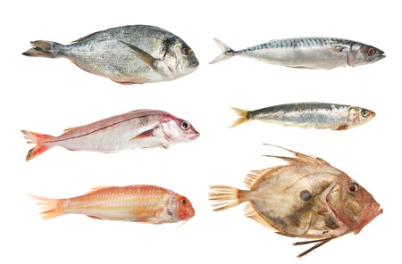 Selection of fresh raw fish, bream, haddock, red mullet,mackerel, sardine and john dory isolated against whiteの写真素材