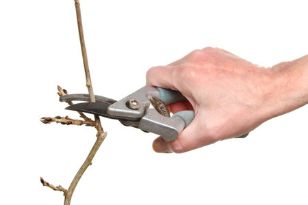 Hand with secateurs showing Winter  pruning of a budding branch isolated against white