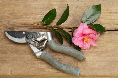 Garden secateurs and cut camellia flower and foliage on a wooden boardの写真素材