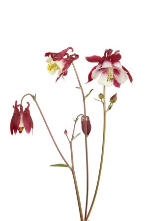 Dark red and white aquilegia flowers and buds isolated against whiteの写真素材