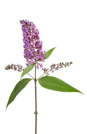 Buddleia flowers and leaves isolated against white