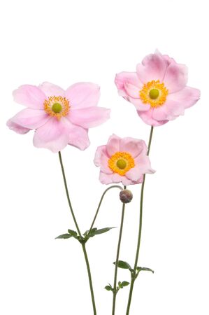 Three anemone flowers and foliage isolated against whiteの写真素材
