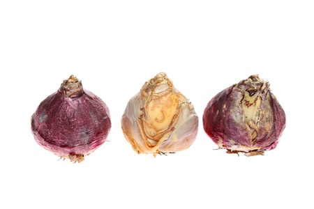 Three hyacinth bulbs isolated against whiteの写真素材