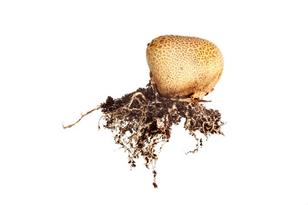 Puff ball fungi and root structure isolated against whiteの写真素材
