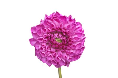 Single purple  dahlia flower isolated against whiteの写真素材