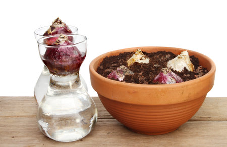 Hyacinth bulbs in glasses and a terracotta pot on a wooden bench