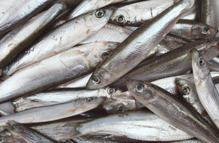 Closeup of small raw whitebait fish