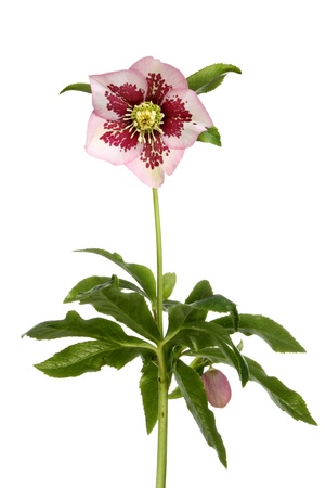 Hellibore flower and foliage isolated against whiteの写真素材