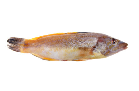 Whole fresh wrasse fish isolated against white