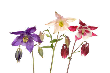 Group of three aquilegia flowers isolated against whiteの写真素材