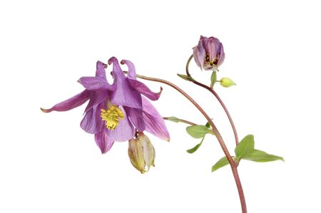 Aquilegia flower and buds isolated against whiteの写真素材