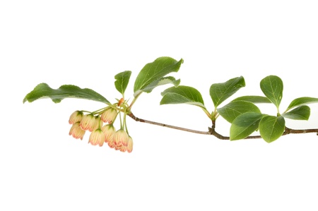 Enkianthus campanulatus, flowers and foliage isolated against whiteの写真素材