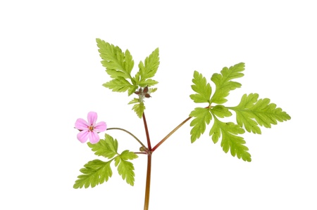 Herb Robert, Geranium robertianum, flower and foliage isolated against whiteの写真素材