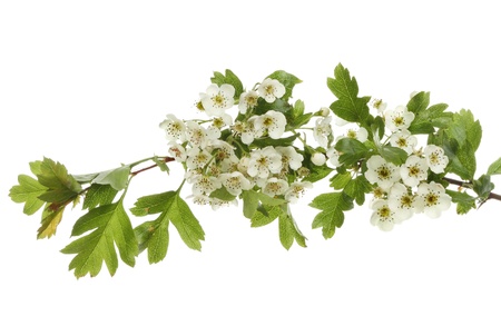 A branch of flowering hawthorn, May blossom, isolated against whiteの写真素材