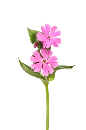 Pink campion wild flower isolated against whiteの写真素材