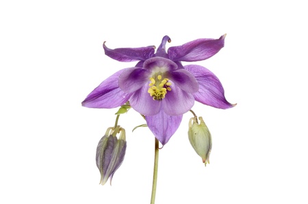 Purple aquilegia flower and buds isolated against whiteの写真素材