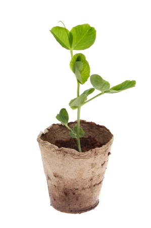 Sweet pea seedling in coir pot isolated against whiteの写真素材