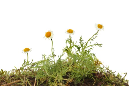 Chamomile plant, flowers and foliage against a white backgroundの写真素材