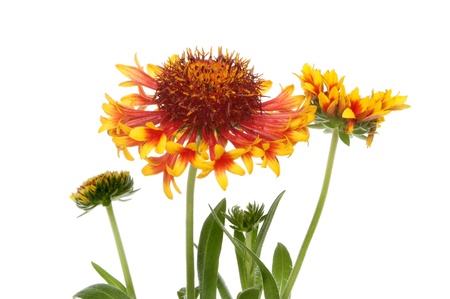 Bright yellow and red Gaillardia flowers, buds and foliage isolated against whiteの写真素材