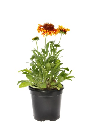 Flwering Gaillardia plant in a pot isolated against whiteの写真素材