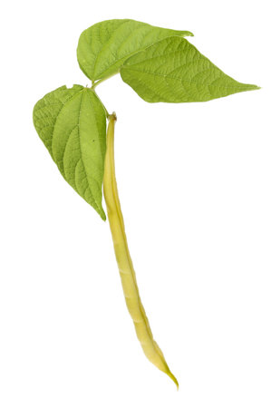 Yellow Monte D'or bean and foliage isolated against white