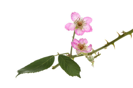Blackberry, Rubus fruticosus, flowers leaves and thorns isolated against white