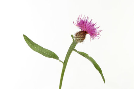 Common knapweed, Centaurea nigra, flower and leaves isolated against white