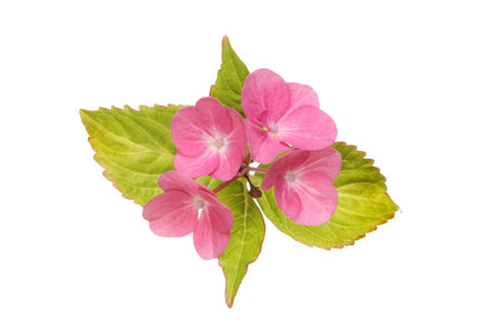 Crimson hydrangea flowers and leaves isolated against white