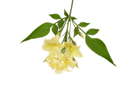 Cream jasmine flower and foliage isolated against whiteの写真素材