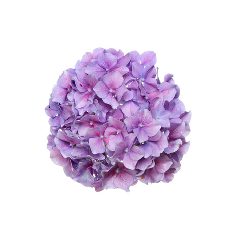 Mop head hydrangea flower isolated against white