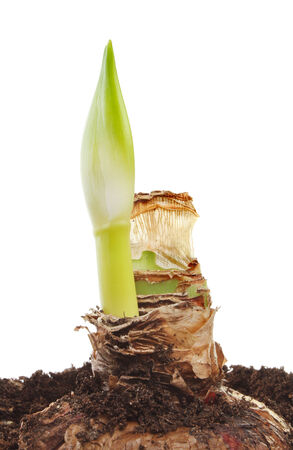 Amaryllis bulb with emmerging flower spike isolated against whiteの写真素材