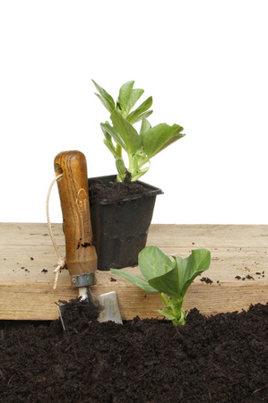 Broad bean plants in a pot on a wooden board and planted in soil with a garden trowelの写真素材